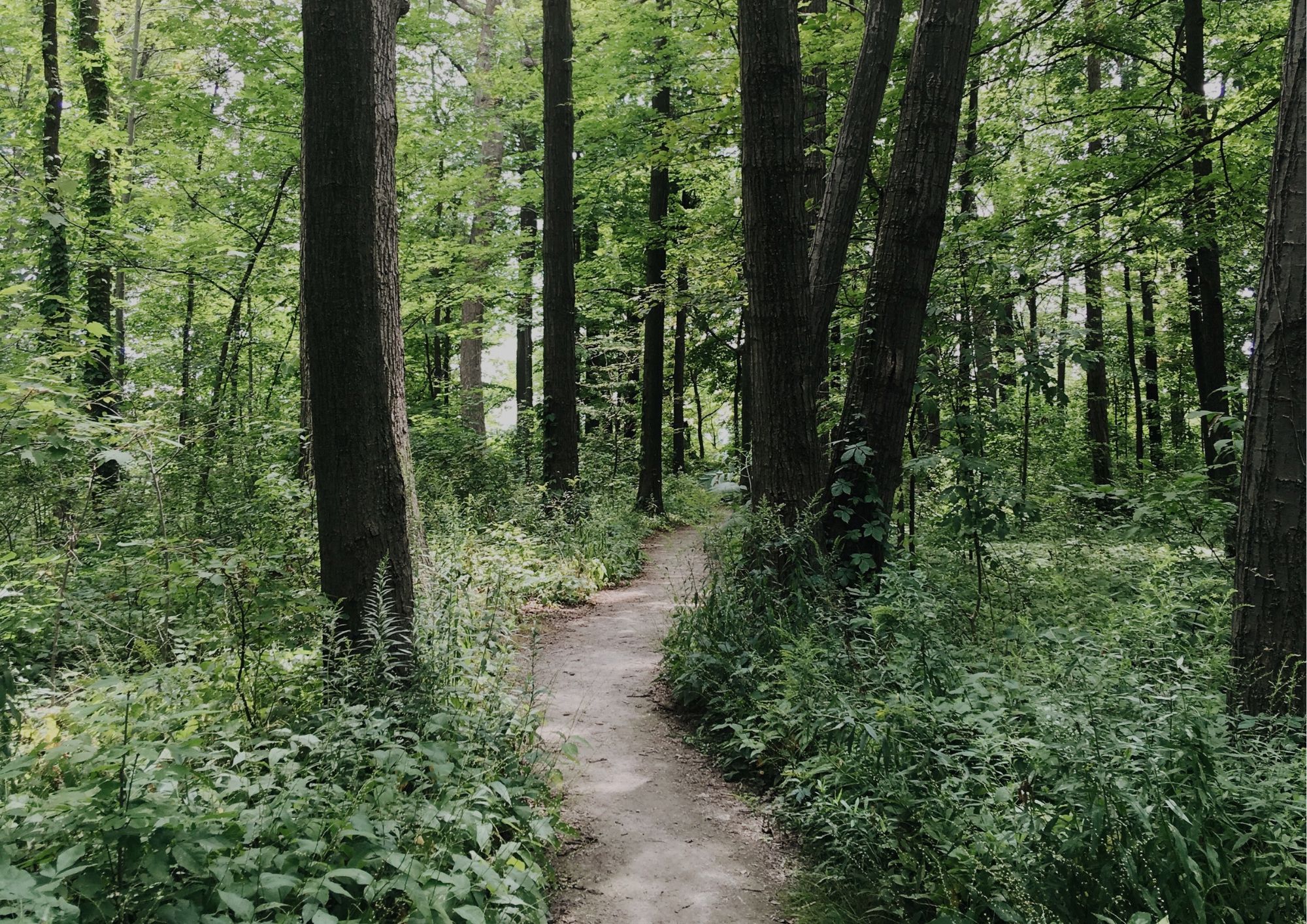 Top Running Trails in the Metro East