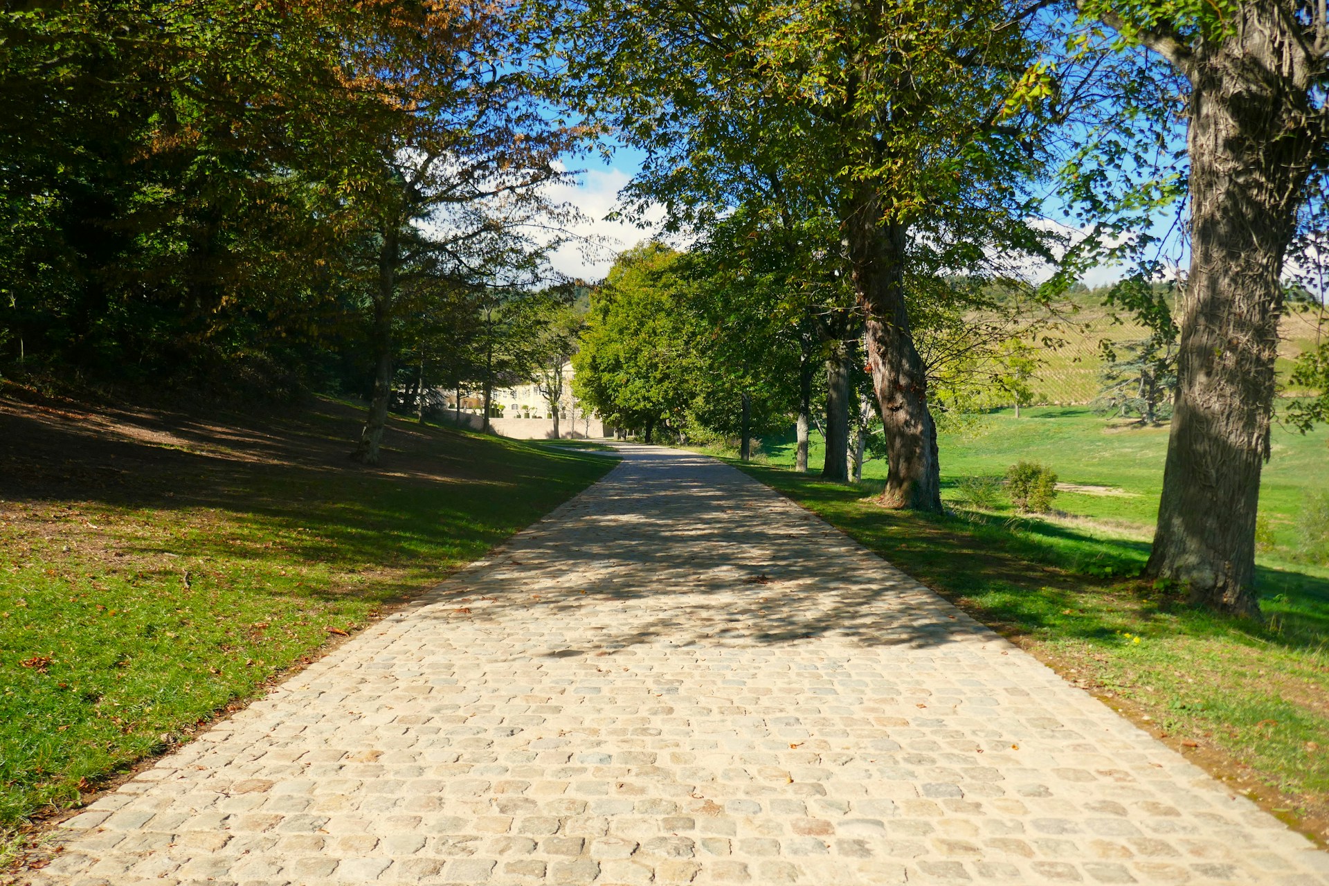 Back to School: A Family Running Schedule That Sticks A paved pathway leading through a tree-lined landscape, ideal for family walking and running