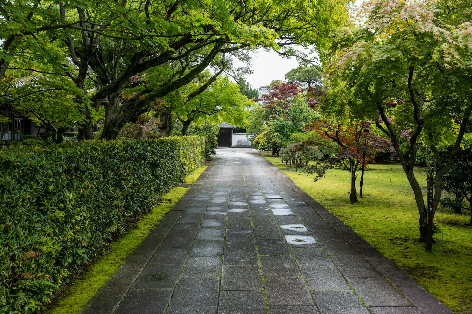 Back to School: A Family Running Schedule That Sticks Paved road through lush green trees suggesting a quiet morning run route