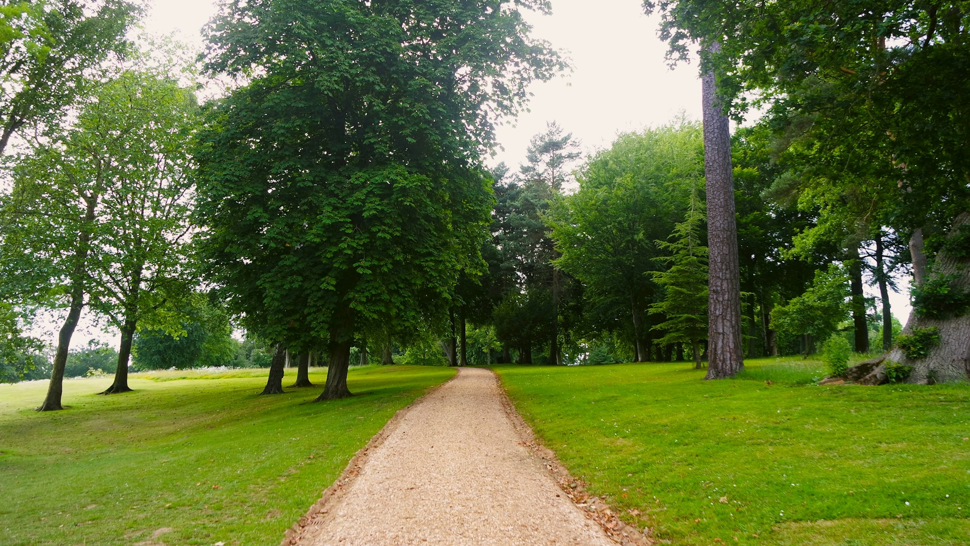 A dirt path winding through a park lined with trees