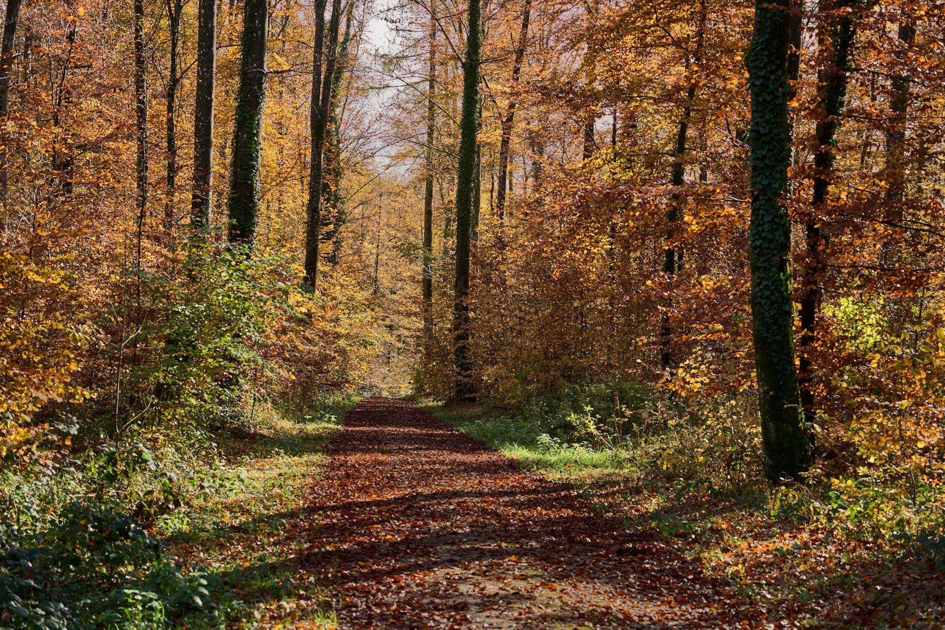 Running After 50: How to Keep Logging Miles as You Age Path winding through a fall forest with colorful leaves